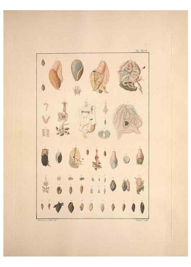 Reproducción/Reproduction 49830861026: Testacea utriusque Siciliae eorumque historia et anatome :. Parmae :Ex regio typographeio,MDCCXCI-MDCCCXXVI [1791-1827]. 