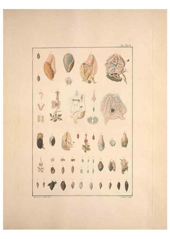Reproducción/Reproduction 49830861026: Testacea utriusque Siciliae eorumque historia et anatome :. Parmae :Ex regio typographeio,MDCCXCI-MDCCCXXVI [1791-1827]. 