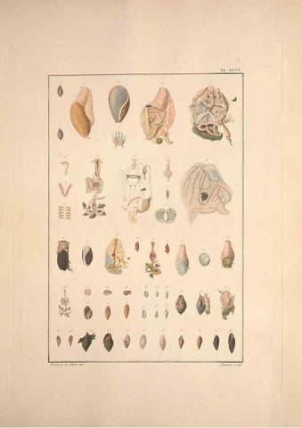 Reproducción/Reproduction 49830861026: Testacea utriusque Siciliae eorumque historia et anatome :. Parmae :Ex regio typographeio,MDCCXCI-MDCCCXXVI [1791-1827]. 