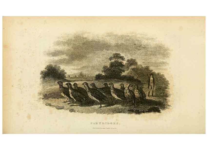 Reproducción/Reproduction 49830328933: General zoology, or Systematic natural history. London,Printed for G. Kearsley,1800-1826.. 