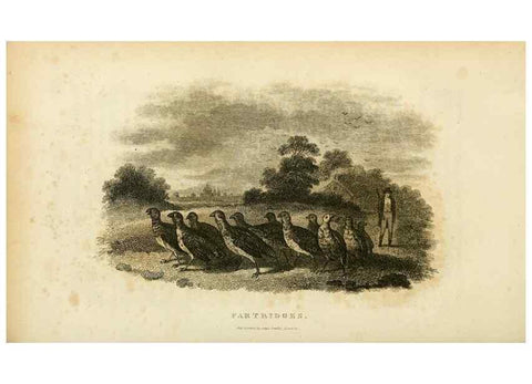 Reproducción/Reproduction 49830328933: General zoology, or Systematic natural history. London,Printed for G. Kearsley,1800-1826.. 