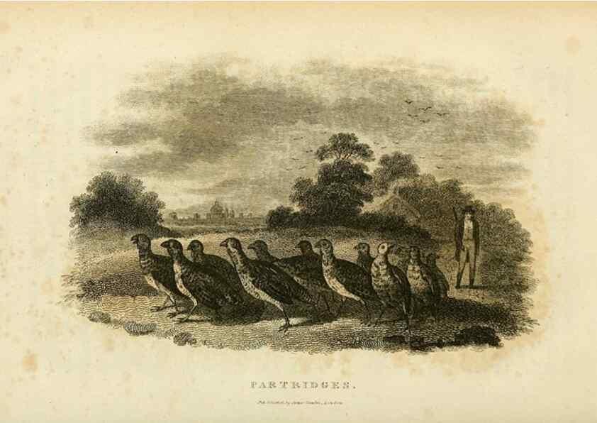 Reproducción/Reproduction 49830328933: General zoology, or Systematic natural history. London,Printed for G. Kearsley,1800-1826.. 
