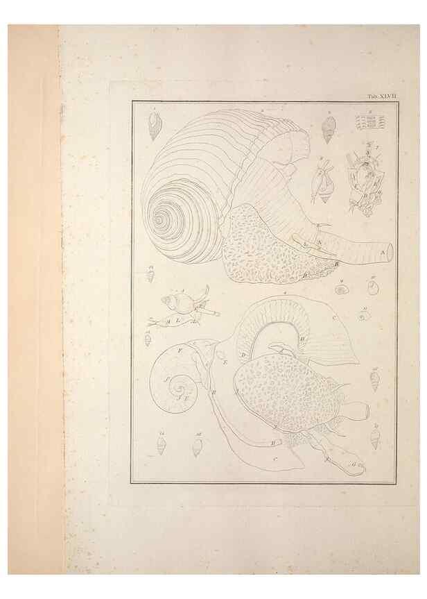 Reproducción/Reproduction 49830861431: Testacea utriusque Siciliae eorumque historia et anatome :. Parmae :Ex regio typographeio,MDCCXCI-MDCCCXXVI [1791-1827]. 