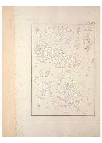 Reproducción/Reproduction 49830861431: Testacea utriusque Siciliae eorumque historia et anatome :. Parmae :Ex regio typographeio,MDCCXCI-MDCCCXXVI [1791-1827]. 