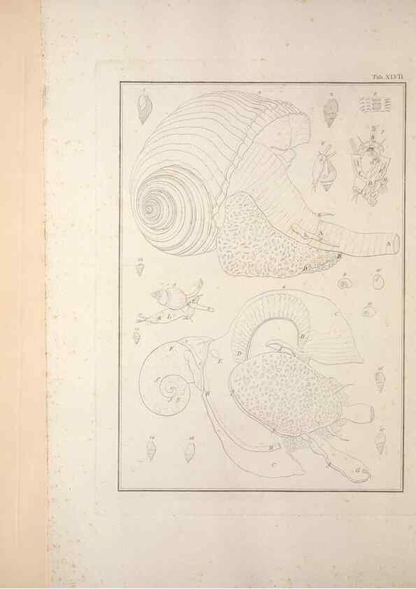 Reproducción/Reproduction 49830861431: Testacea utriusque Siciliae eorumque historia et anatome :. Parmae :Ex regio typographeio,MDCCXCI-MDCCCXXVI [1791-1827]. 