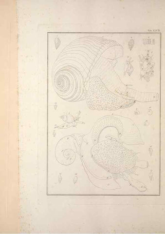 Reproducción/Reproduction 49830861431: Testacea utriusque Siciliae eorumque historia et anatome :. Parmae :Ex regio typographeio,MDCCXCI-MDCCCXXVI [1791-1827]. 