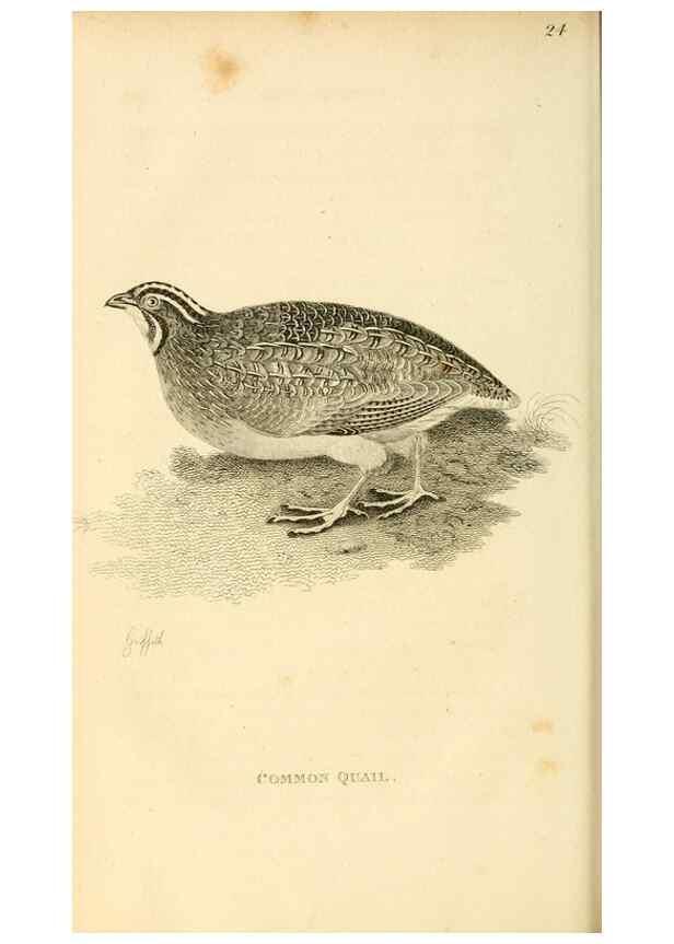 Reproducción/Reproduction 49831170652: General zoology, or Systematic natural history. London,Printed for G. Kearsley,1800-1826.. 