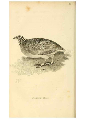 Reproducción/Reproduction 49831170652: General zoology, or Systematic natural history. London,Printed for G. Kearsley,1800-1826.. 