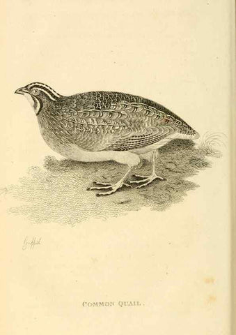 Reproducción/Reproduction 49831170652: General zoology, or Systematic natural history. London,Printed for G. Kearsley,1800-1826.. 