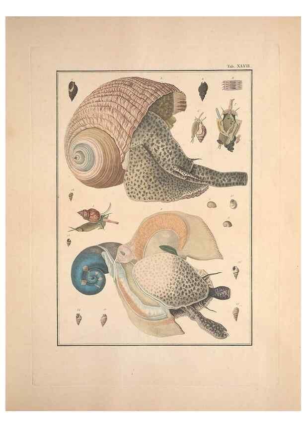 Reproducción/Reproduction 49830329523: Testacea utriusque Siciliae eorumque historia et anatome :. Parmae :Ex regio typographeio,MDCCXCI-MDCCCXXVI [1791-1827]. 