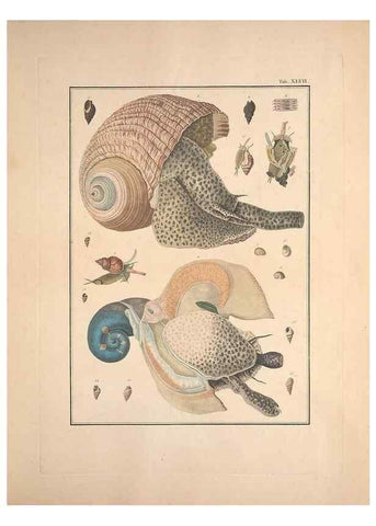 Reproducción/Reproduction 49830329523: Testacea utriusque Siciliae eorumque historia et anatome :. Parmae :Ex regio typographeio,MDCCXCI-MDCCCXXVI [1791-1827]. 