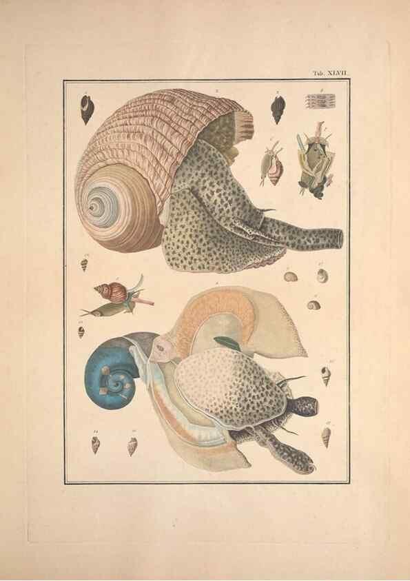Reproducción/Reproduction 49830329523: Testacea utriusque Siciliae eorumque historia et anatome :. Parmae :Ex regio typographeio,MDCCXCI-MDCCCXXVI [1791-1827]. 