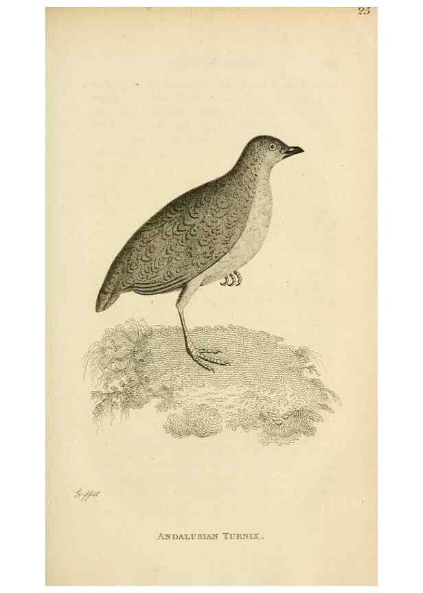 Reproducción/Reproduction 49830862131: General zoology, or Systematic natural history. London,Printed for G. Kearsley,1800-1826.. 
