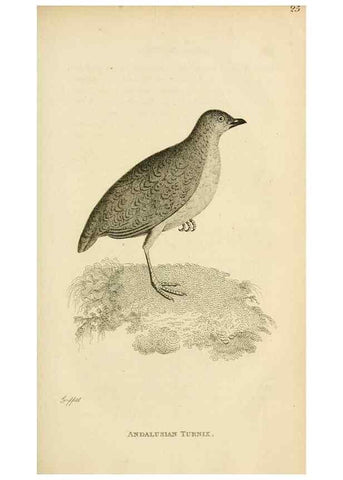 Reproducción/Reproduction 49830862131: General zoology, or Systematic natural history. London,Printed for G. Kearsley,1800-1826.. 