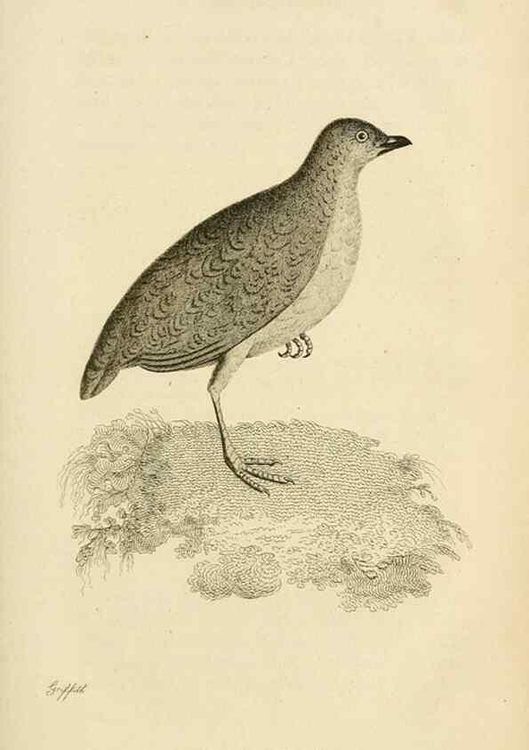 Reproducción/Reproduction 49830862131: General zoology, or Systematic natural history. London,Printed for G. Kearsley,1800-1826.. 