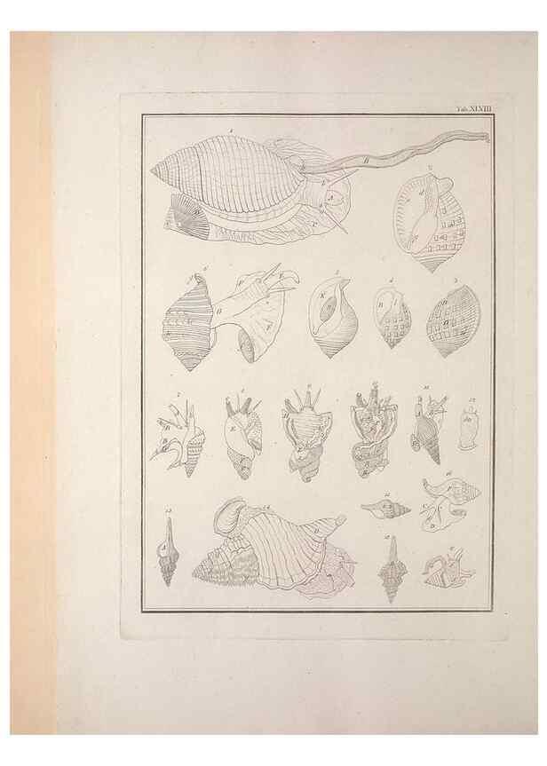 Reproducción/Reproduction 49831171282: Testacea utriusque Siciliae eorumque historia et anatome :. Parmae :Ex regio typographeio,MDCCXCI-MDCCCXXVI [1791-1827]. 