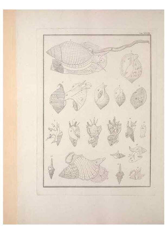 Reproducción/Reproduction 49831171282: Testacea utriusque Siciliae eorumque historia et anatome :. Parmae :Ex regio typographeio,MDCCXCI-MDCCCXXVI [1791-1827]. 