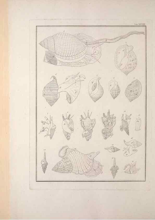 Reproducción/Reproduction 49831171282: Testacea utriusque Siciliae eorumque historia et anatome :. Parmae :Ex regio typographeio,MDCCXCI-MDCCCXXVI [1791-1827]. 