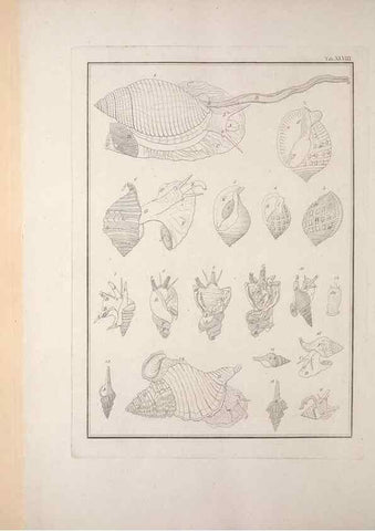 Reproducción/Reproduction 49831171282: Testacea utriusque Siciliae eorumque historia et anatome :. Parmae :Ex regio typographeio,MDCCXCI-MDCCCXXVI [1791-1827]. 