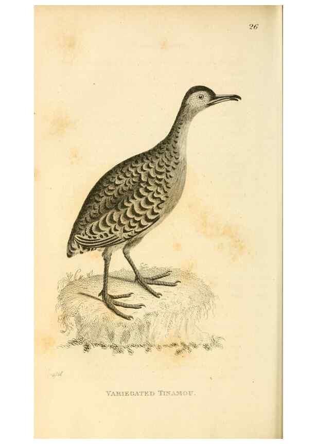 Reproducción/Reproduction 49830329973: General zoology, or Systematic natural history. London,Printed for G. Kearsley,1800-1826.. 