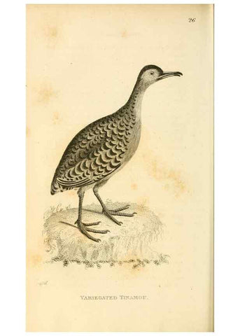 Reproducción/Reproduction 49830329973: General zoology, or Systematic natural history. London,Printed for G. Kearsley,1800-1826.. 