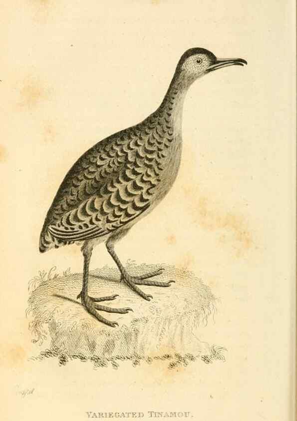 Reproducción/Reproduction 49830329973: General zoology, or Systematic natural history. London,Printed for G. Kearsley,1800-1826.. 