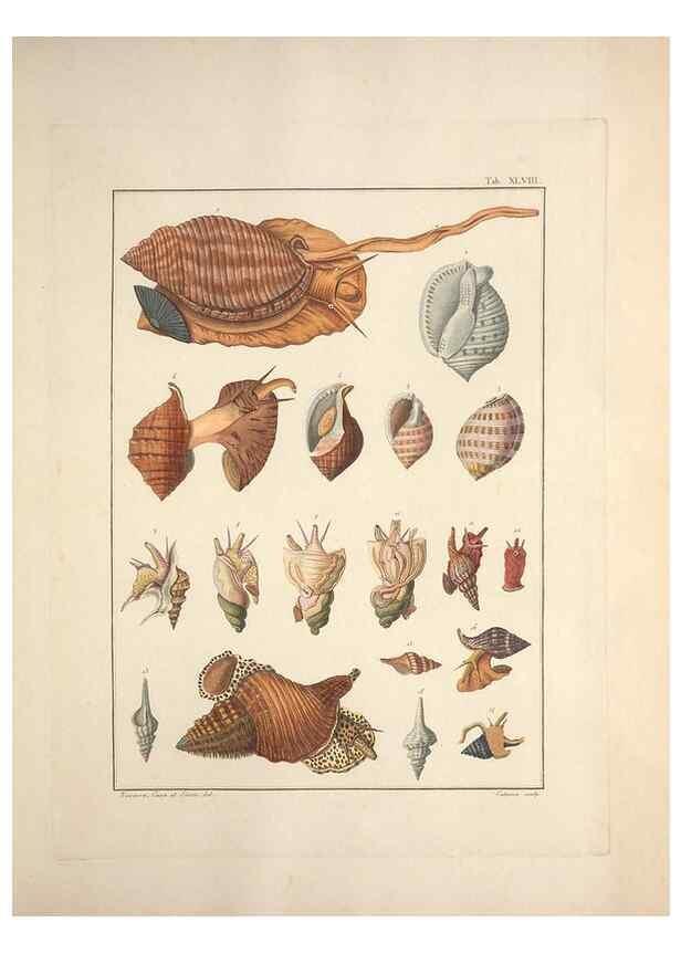 Reproducción/Reproduction 49831171727: Testacea utriusque Siciliae eorumque historia et anatome :. Parmae :Ex regio typographeio,MDCCXCI-MDCCCXXVI [1791-1827]. 