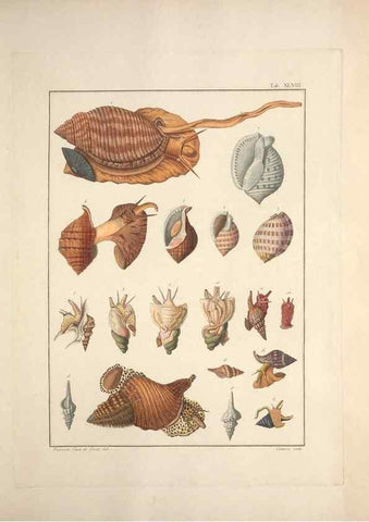 Reproducción/Reproduction 49831171727: Testacea utriusque Siciliae eorumque historia et anatome :. Parmae :Ex regio typographeio,MDCCXCI-MDCCCXXVI [1791-1827]. 