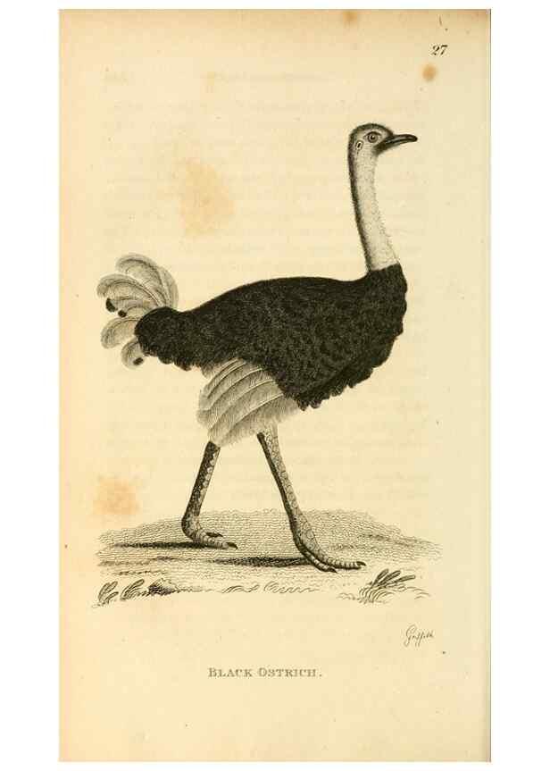 Reproducción/Reproduction 49830862896: General zoology, or Systematic natural history. London,Printed for G. Kearsley,1800-1826.. 