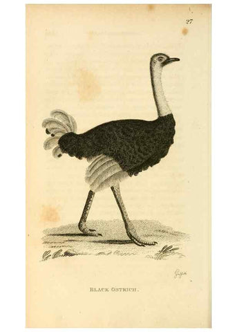 Reproducción/Reproduction 49830862896: General zoology, or Systematic natural history. London,Printed for G. Kearsley,1800-1826.. 