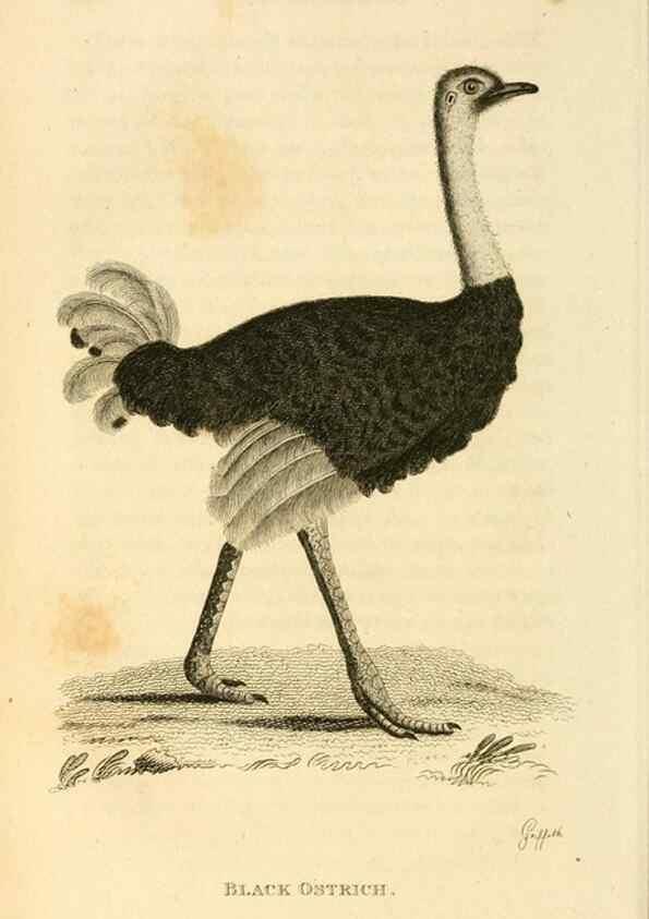 Reproducción/Reproduction 49830862896: General zoology, or Systematic natural history. London,Printed for G. Kearsley,1800-1826.. 