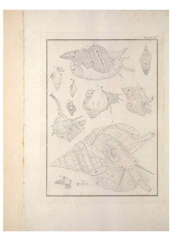 Reproducción/Reproduction 49830863271: Testacea utriusque Siciliae eorumque historia et anatome :. Parmae :Ex regio typographeio,MDCCXCI-MDCCCXXVI [1791-1827]. 