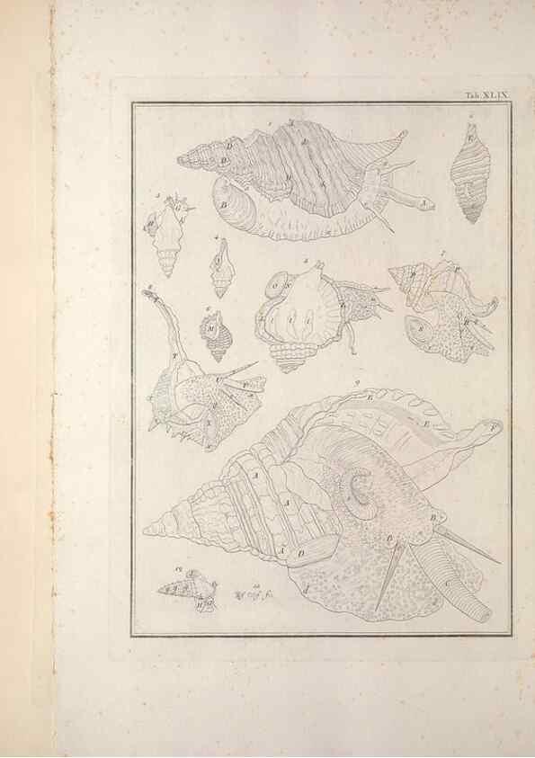 Reproducción/Reproduction 49830863271: Testacea utriusque Siciliae eorumque historia et anatome :. Parmae :Ex regio typographeio,MDCCXCI-MDCCCXXVI [1791-1827]. 