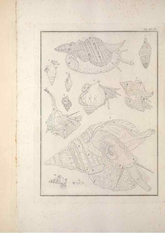 Reproducción/Reproduction 49830863271: Testacea utriusque Siciliae eorumque historia et anatome :. Parmae :Ex regio typographeio,MDCCXCI-MDCCCXXVI [1791-1827]. 