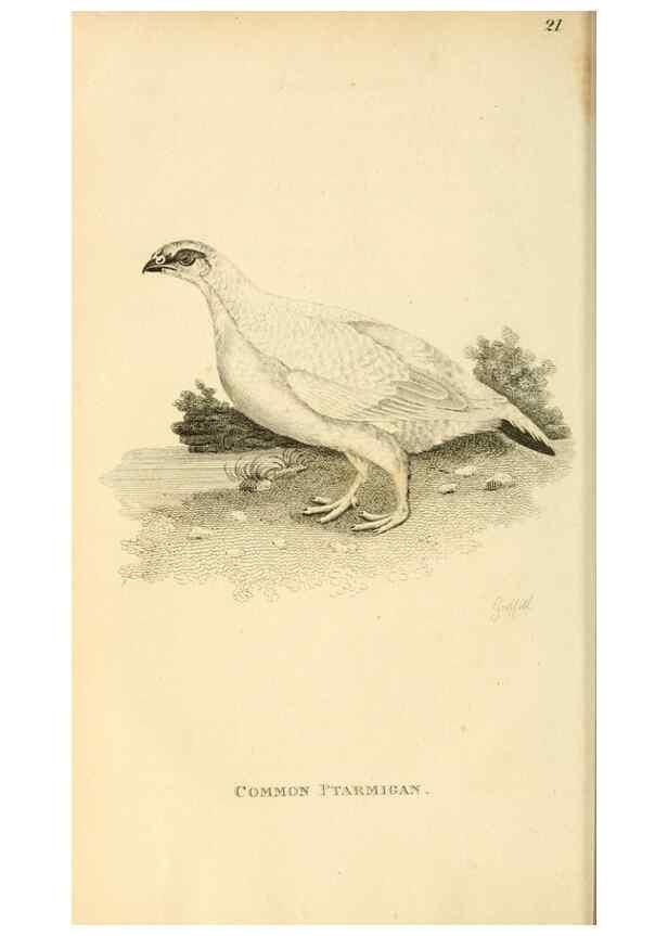 Reproducción/Reproduction 49831168992: General zoology, or Systematic natural history. London,Printed for G. Kearsley,1800-1826.. 