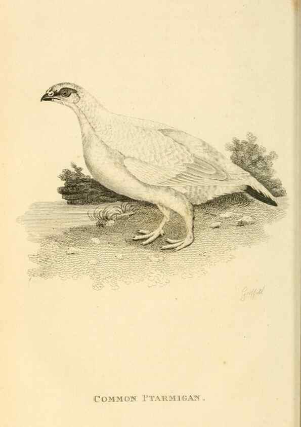 Reproducción/Reproduction 49831168992: General zoology, or Systematic natural history. London,Printed for G. Kearsley,1800-1826.. 