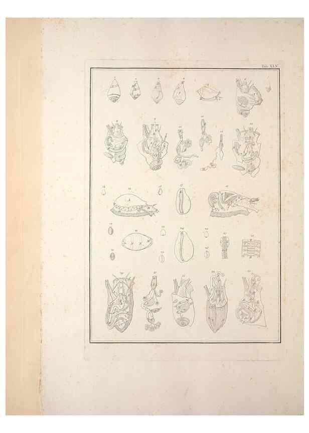 Reproducción/Reproduction 49830859816: Testacea utriusque Siciliae eorumque historia et anatome :. Parmae :Ex regio typographeio,MDCCXCI-MDCCCXXVI [1791-1827]. 