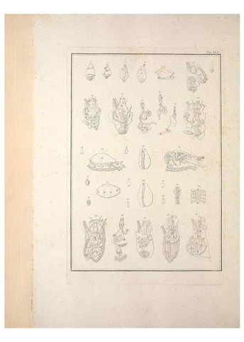 Reproducción/Reproduction 49830859816: Testacea utriusque Siciliae eorumque historia et anatome :. Parmae :Ex regio typographeio,MDCCXCI-MDCCCXXVI [1791-1827]. 