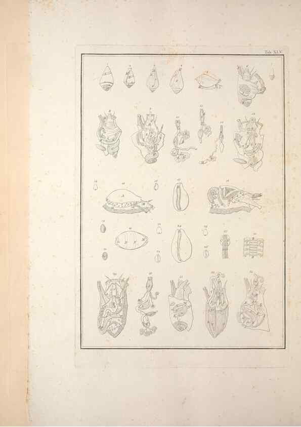 Reproducción/Reproduction 49830859816: Testacea utriusque Siciliae eorumque historia et anatome :. Parmae :Ex regio typographeio,MDCCXCI-MDCCCXXVI [1791-1827]. 