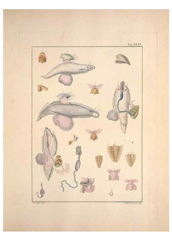 Reproducción/Reproduction 49830327298: Testacea utriusque Siciliae eorumque historia et anatome :. Parmae :Ex regio typographeio,MDCCXCI-MDCCCXXVI [1791-1827]. 