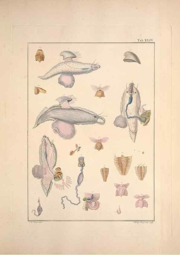 Reproducción/Reproduction 49830327298: Testacea utriusque Siciliae eorumque historia et anatome :. Parmae :Ex regio typographeio,MDCCXCI-MDCCCXXVI [1791-1827]. 