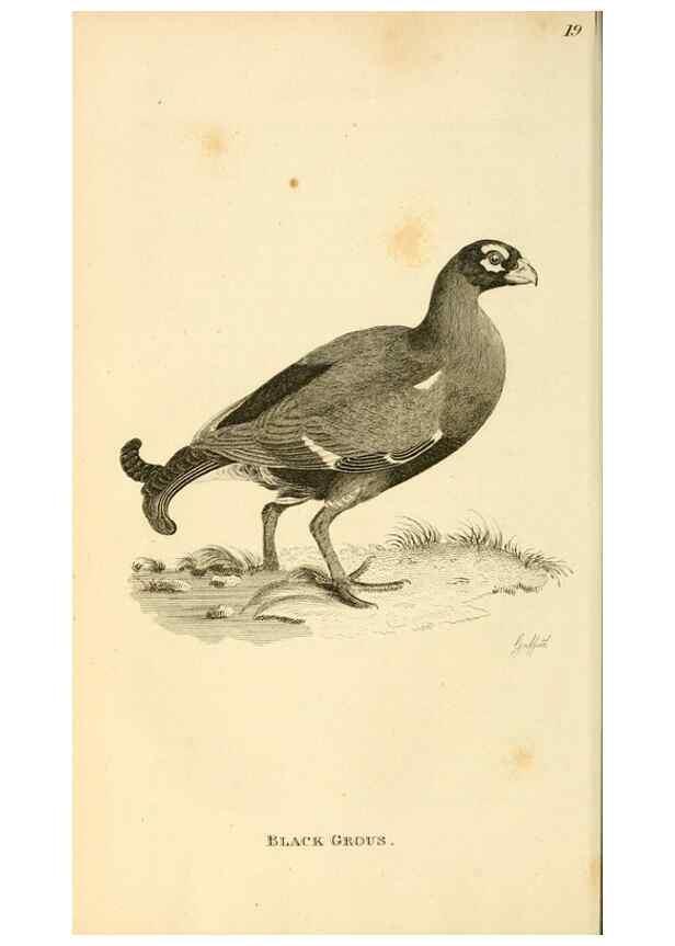 Reproducción/Reproduction 49830327208: General zoology, or Systematic natural history. London,Printed for G. Kearsley,1800-1826.. 