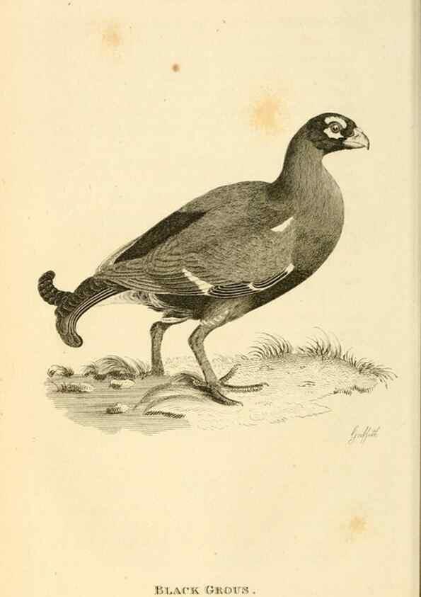 Reproducción/Reproduction 49830327208: General zoology, or Systematic natural history. London,Printed for G. Kearsley,1800-1826.. 