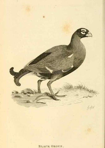 Reproducción/Reproduction 49830327208: General zoology, or Systematic natural history. London,Printed for G. Kearsley,1800-1826.. 