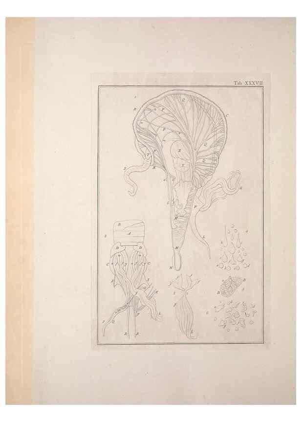 Reproducción/Reproduction 49831162817: Testacea utriusque Siciliae eorumque historia et anatome :. Parmae :Ex regio typographeio,MDCCXCI-MDCCCXXVI [1791-1827]. 