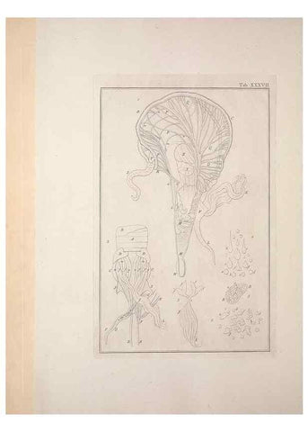 Reproducción/Reproduction 49831162817: Testacea utriusque Siciliae eorumque historia et anatome :. Parmae :Ex regio typographeio,MDCCXCI-MDCCCXXVI [1791-1827]. 