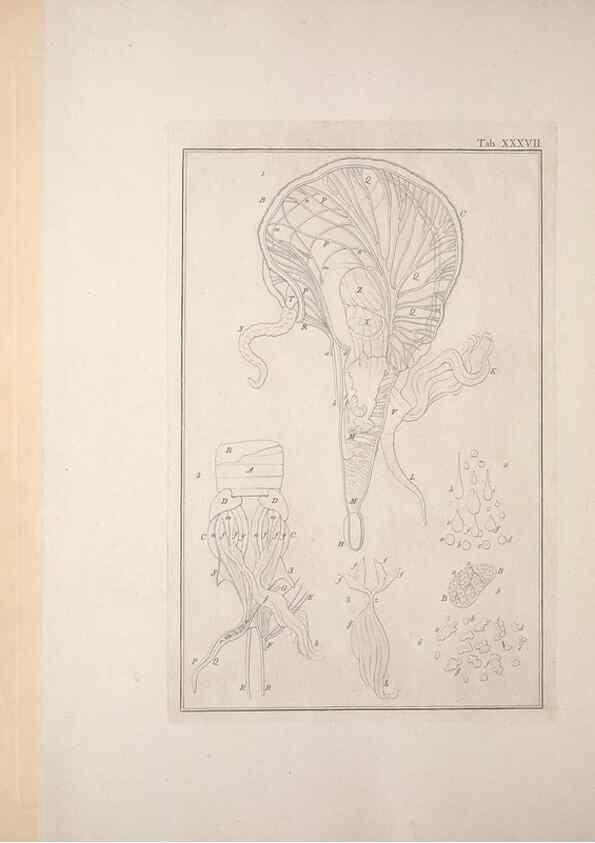 Reproducción/Reproduction 49831162817: Testacea utriusque Siciliae eorumque historia et anatome :. Parmae :Ex regio typographeio,MDCCXCI-MDCCCXXVI [1791-1827]. 