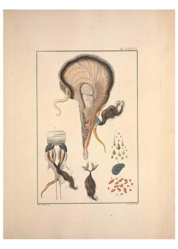 Reproducción/Reproduction 49831163342: Testacea utriusque Siciliae eorumque historia et anatome :. Parmae :Ex regio typographeio,MDCCXCI-MDCCCXXVI [1791-1827]. 