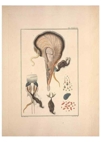 Reproducción/Reproduction 49831163342: Testacea utriusque Siciliae eorumque historia et anatome :. Parmae :Ex regio typographeio,MDCCXCI-MDCCCXXVI [1791-1827]. 