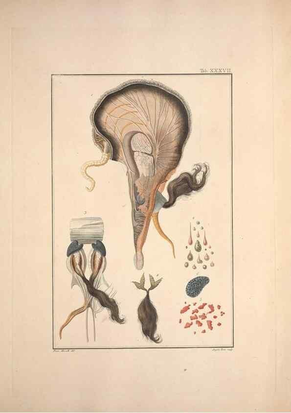 Reproducción/Reproduction 49831163342: Testacea utriusque Siciliae eorumque historia et anatome :. Parmae :Ex regio typographeio,MDCCXCI-MDCCCXXVI [1791-1827]. 